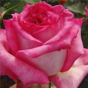 Kordes' Perfecta® - trandafiri - www.ioanarose.ro